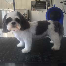 image of dog/customer of Prancie Paws Dog Grooming Services