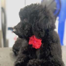 image of dog/customer of Prancie Paws Dog Grooming Services